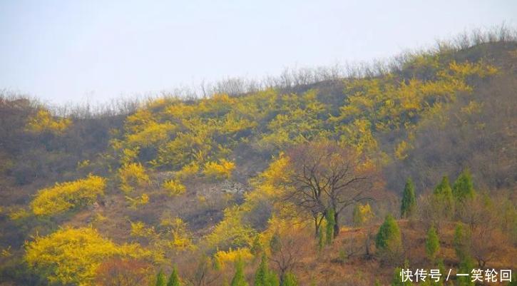春天@张家庄的春天:连翘花开缀山间!