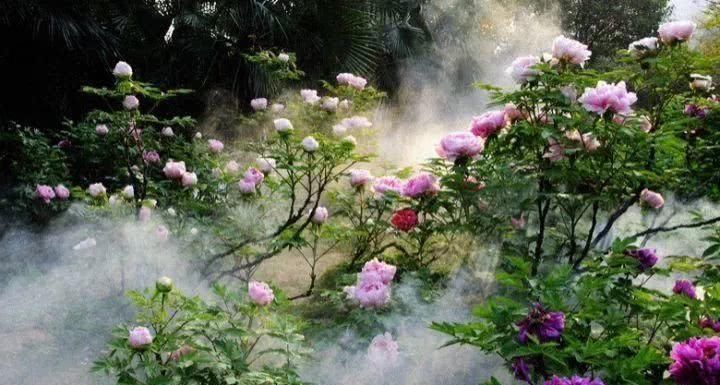  「牡丹」几百年前的催花术，一直延续到现在，开花能开小半年！
