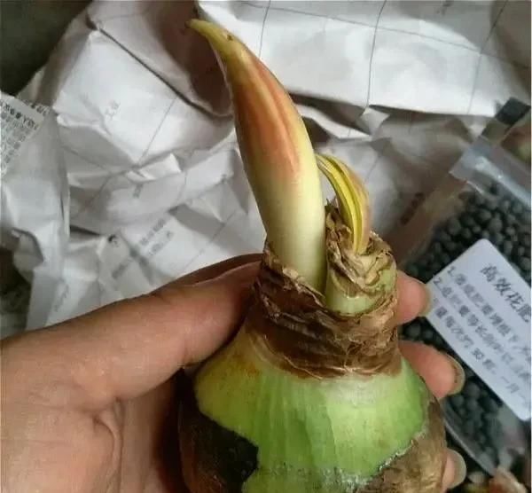  时间■养花不懂这4点，啥花都白养，白白浪费时间和精力，新手赶紧学习