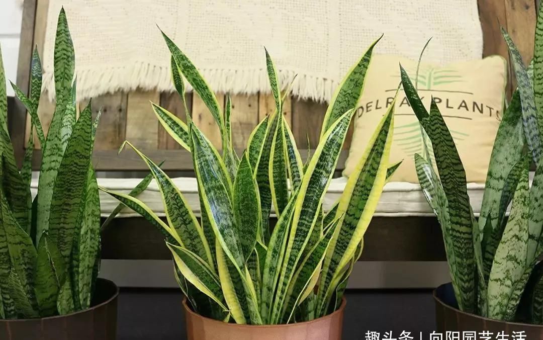  『漂亮』室内可以摆放的花卉，推荐这5种，一年四季绿油油，美观又漂亮