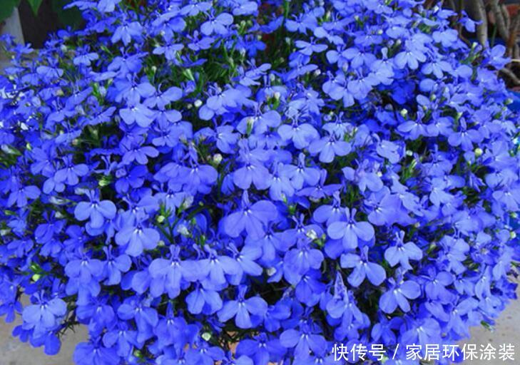  『夏季』夏季易爆盆的“4种花”，现在开始养，美翻你的阳台！