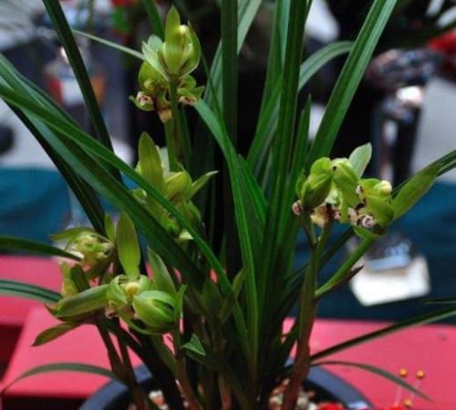  「欣赏价值」王奶奶爱养花，她的2盆兰花，香味清新迷人，曾经价格高如今亲民