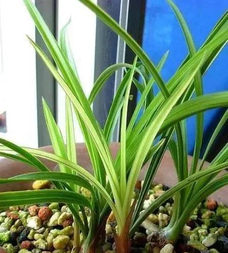 泡水|兰花不爱发新苗?用它泡水浇,新苗至少多“1倍”,根壮花满盆