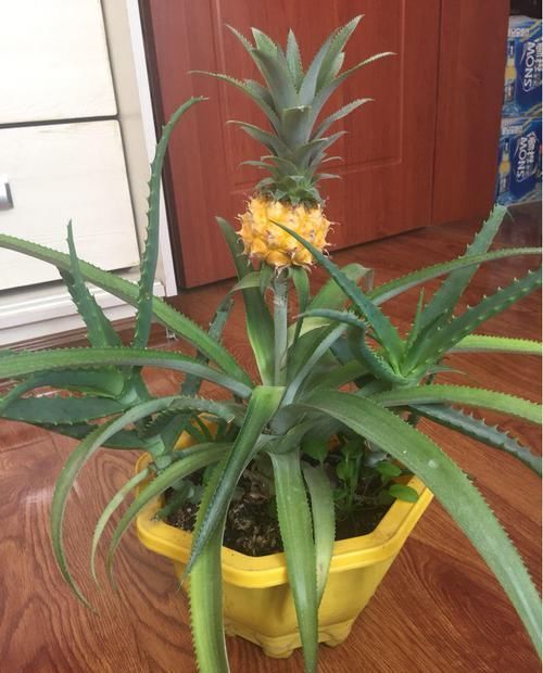  「到花盆里」这些水果吃了不要扔，顺手把核种土里，来年长成小盆栽！