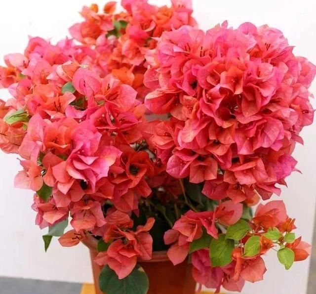 「暗斑夕阳红」这13种三角梅被称“开花机器”小苗就不断开花,适合阳台盆栽