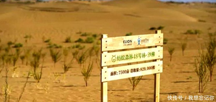 马云的蚂蚁森林,每天浇水种下的梭梭树,现成这样!