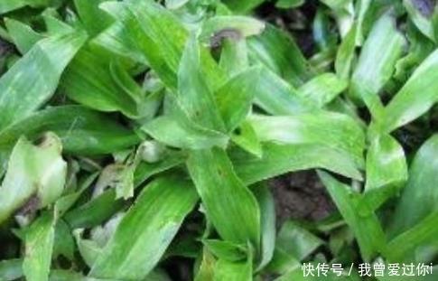 农村一种植物，价值珍贵，市场价15元一斤，具有止咳化痰的作用