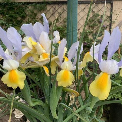  艳丽@养花，这5种花首选，花色艳丽花期长，2个月开满阳台