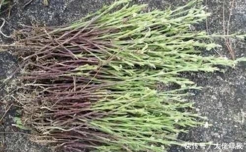 有人|个头小的“1种草”,少有人见到,殊不知是“药材”,上百1斤