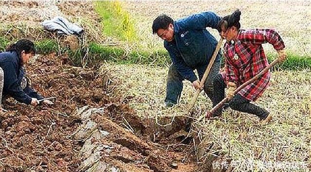  「种植荸荠」多生长于南方，亩产可达3000斤，农户大面积种植，