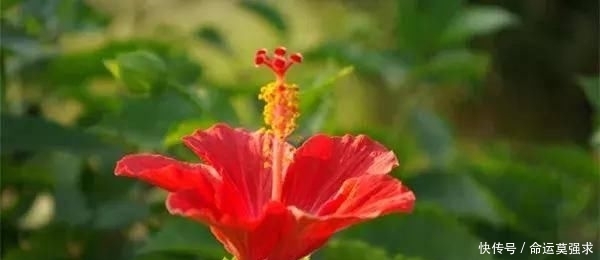  搜罗■史上最全“懒人植物”大搜罗，看看哪盆才是你的心头好