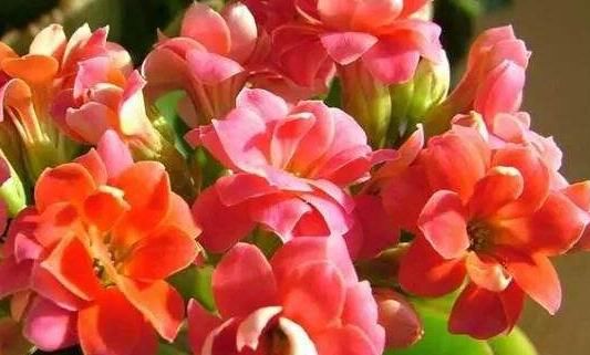 花香:喜欢菊花,不如养此款花,花大香浓,满屋子都是花香