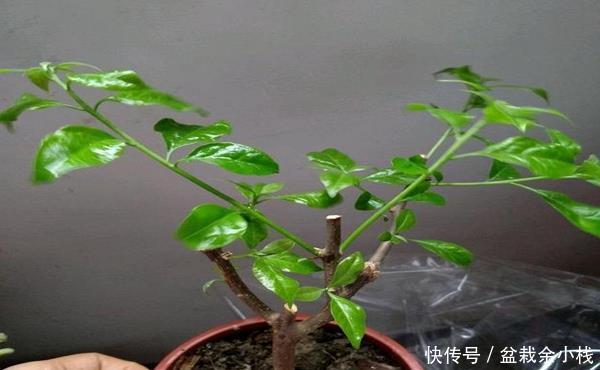【营养】剪粗树枝三角梅能扦插活吗?掌握三点技巧,效果绝对想不到