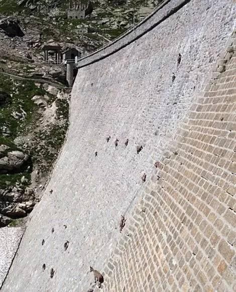 中国游客看到大坝上一些小黑点在动，把镜头拉进后所有人惊呆了