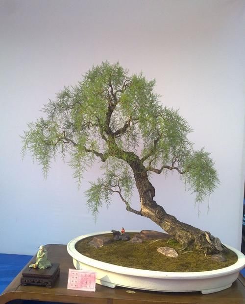  「观赏」以下几种树，都可以做成盆景，赏识性极高