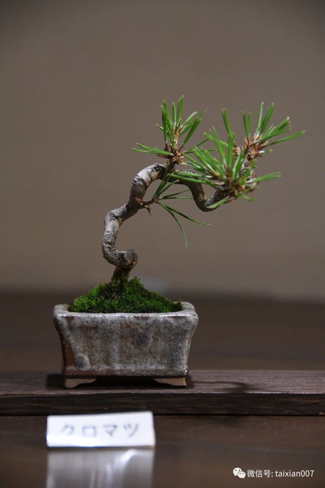 微盆景:把玩古朴的雅趣
