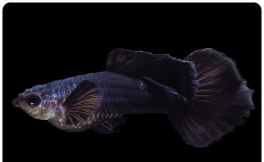  【均表现为】孔雀鱼太好繁殖啦，所以孔雀鱼的品种多到让你数不过来！