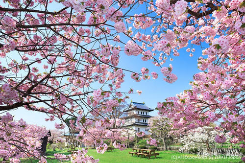 2019年樱花前线来袭！快来看最新樱花季预测！