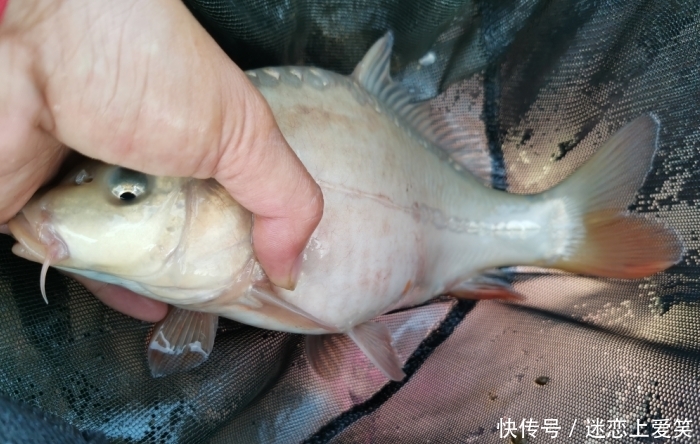  「新关东」野钓你最爱用哪种鱼钩？准备这3种钩型，足以应对80%的鱼情