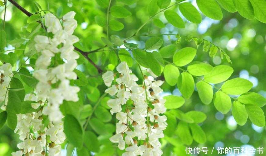 『浪漫』十二个月,十二种花,中国传统花朝节是如此的浪漫美好!