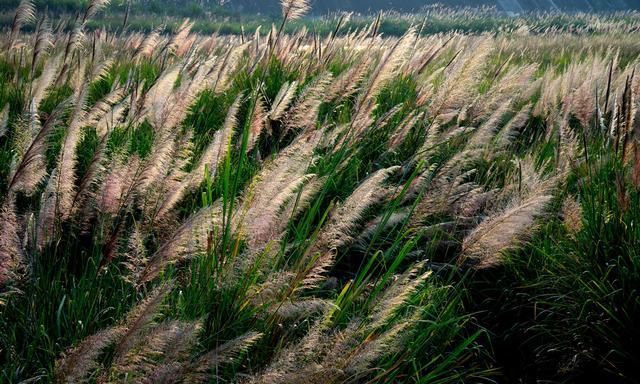 李子柒家乡绵阳风情