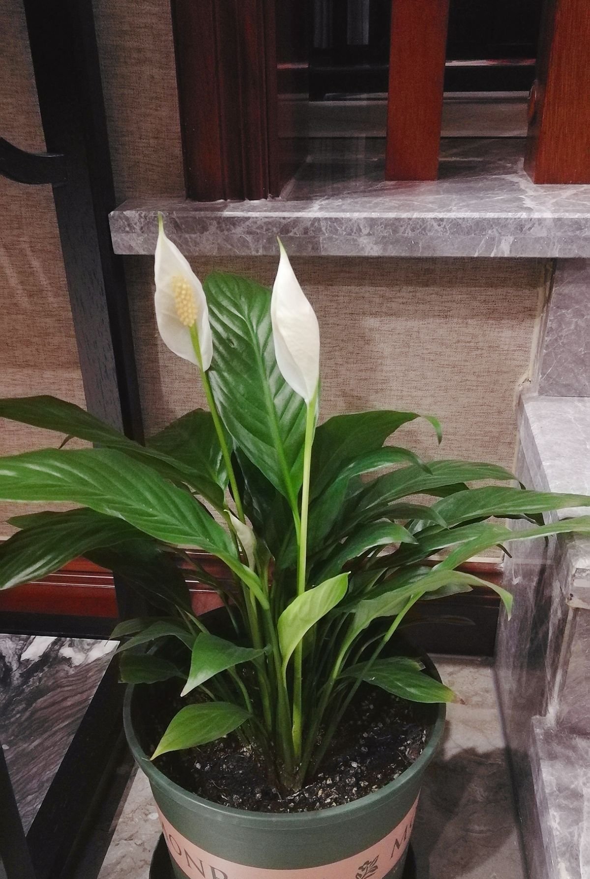  「焦黄」10种花,不能使劲晒太阳,否则叶子焦黄长黄斑