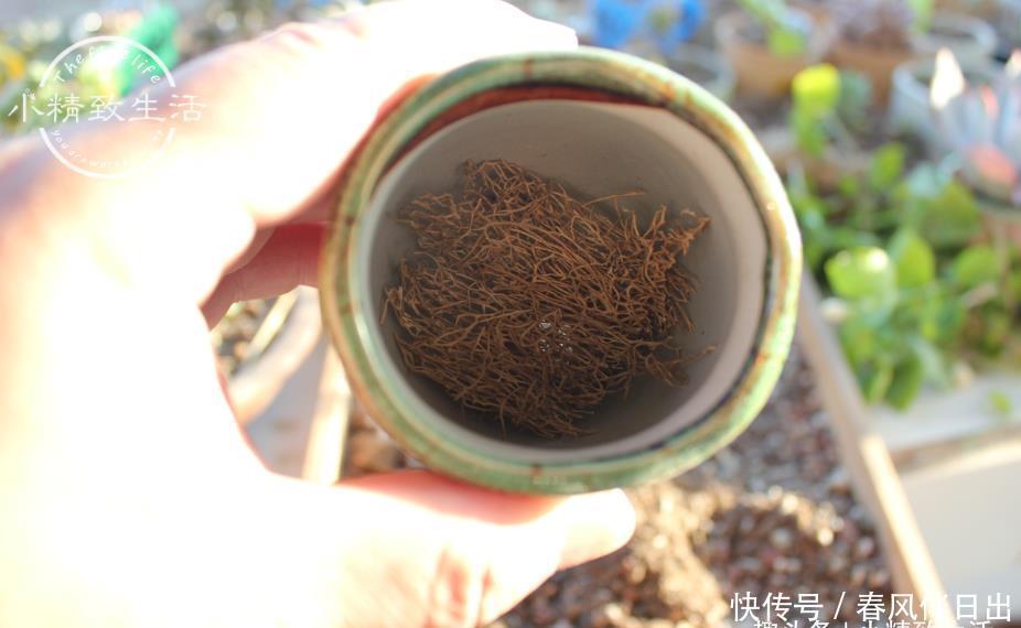总烂|新手养多肉,总烂根?一般逃不过3个原因,浇水仅排最后