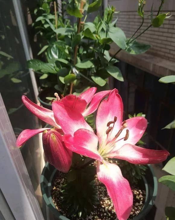  「植株开花之后」这几种花是优雅的代名词，养一盆家里全是优雅气息