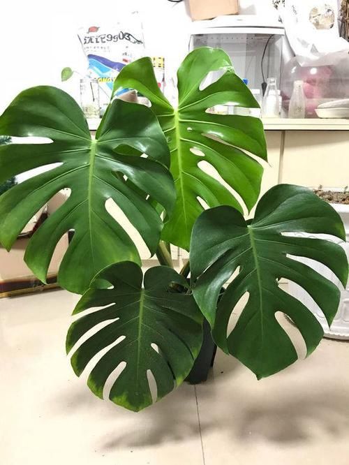  室内：装修新房子，适合养这6种植物，净化空气，增加室内湿度去甲醛