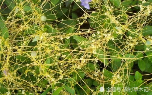  [除掉]此物常被农民除掉，殊不知，当今价值极高，你们认识吗？