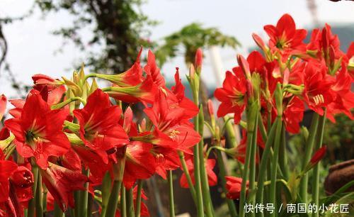 『养花』阳台养花,就选这“3种”,阳台开成“小花园”,好养易爆盆
