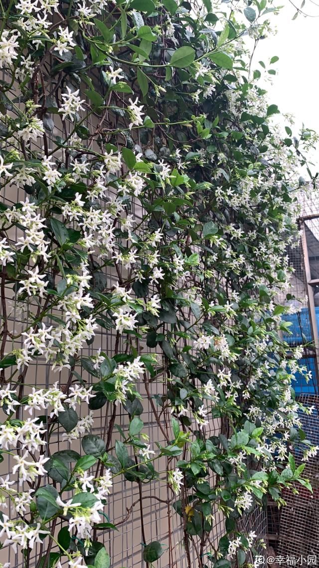  『光照』30种耐阴花，室内光照不佳，也能全年开花