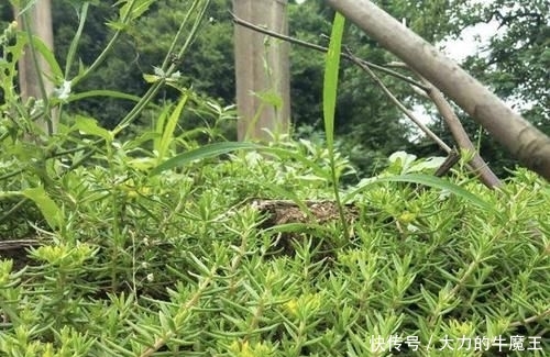  【观赏价值】在河岸，有1种“垂盆草”珍贵、奇特，挖1棵种起来，变值钱！