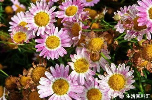  「适合」几种小花很耐热，越热开花越旺盛，夏天养最适合，开花不断美爆了