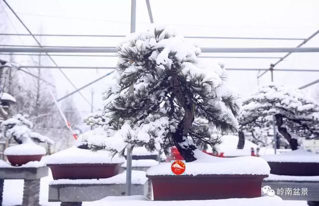 一组盆景作品欣赏，雪中赏盆景，别具一番风韵！