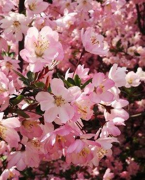  「喜欢」喜欢养护花卉，就选择3种花卉，花色绚丽，花朵端庄，妖娆美丽