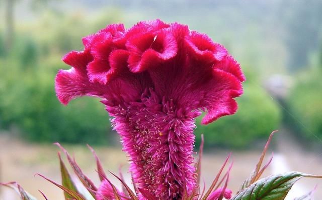  『好运』三种非常红的花，寓意红红火火，好运不断，喜欢的赶紧养一盆