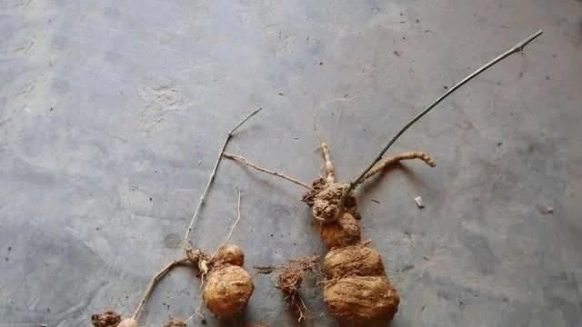  [药用价值]农村一种“野黄瓜”，过去烂一地没人要，如今价值珍贵90元一斤