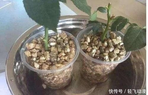  「随便」学会这个妙法，下雪天也能随便扦插，几天就扎满茂密的大白根