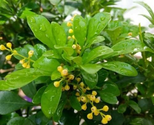  『水姿势不对』花店买回来的带花苞米兰花到底怎么养，才几天米兰花就叶黄花苞掉