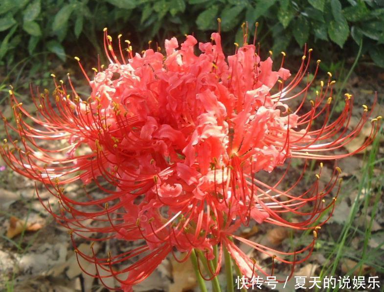 「千万别」卧室千万别养这三种花,香得头昏脑胀,对身体没好处!