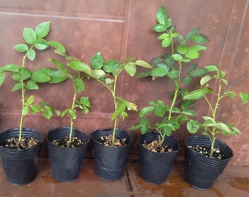  「营养」月季扦插的弱苗怎样养壮实？营养是关键，光照不能少，养根是基本