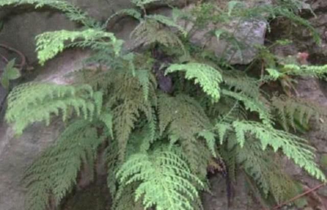  【烫伤】农村常见的野草，外用于烫伤，据说是万能草药！