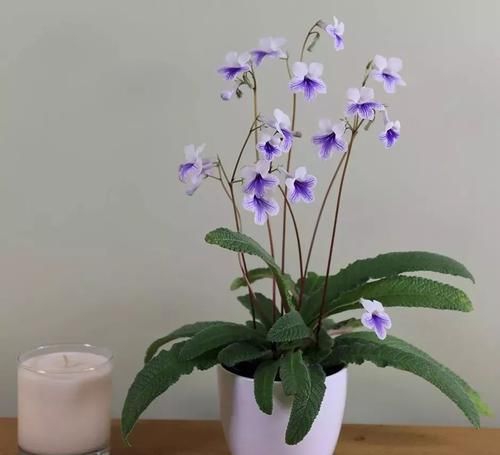  『室内』好看、小巧的室内观花植物，这几种就不要错过了