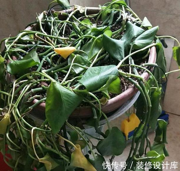 #绿萝盆#给吊兰、绿萝盆里埋点“它”,叶子更油绿,1个月后变成大瀑布!