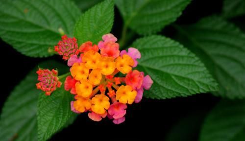 身体■家里万万不要养这3种花,难怪家人身体越来越差,聪明人一眼便知