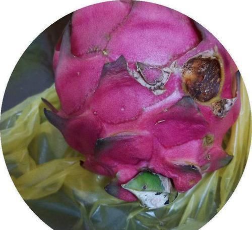 「到花盆里」这些水果吃了不要扔,顺手把核种土里,来年长成小盆栽!