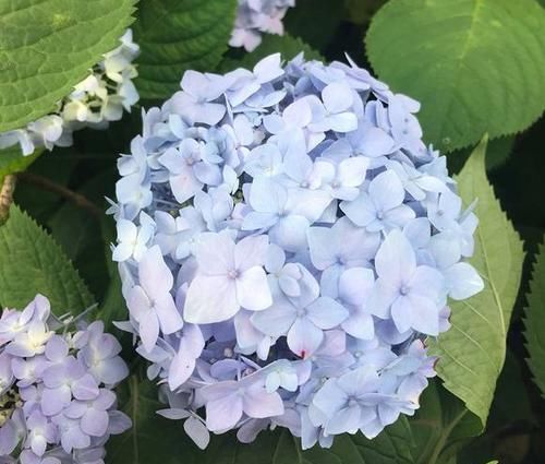 摆布@绣球花是变色龙，学会4个绝招，开什么颜色的花朵任你摆布