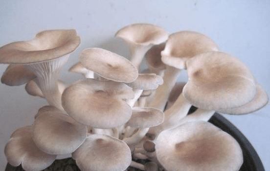  [平菇]种花种草不如“它”，7天就能吃，1盆吃半年，随吃随摘，太划算了