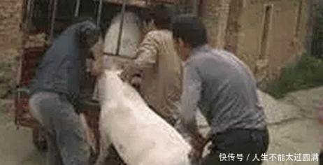 猪价什么时候能迎来大涨也许还需要2年时间！